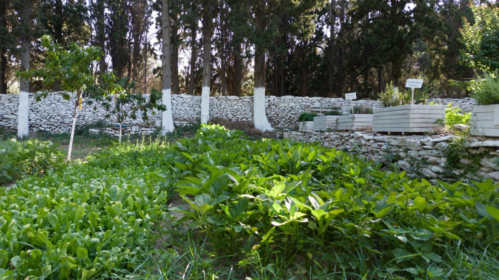 Micra Anglia Boutique Hotel & Spa Andros Town Exterior foto